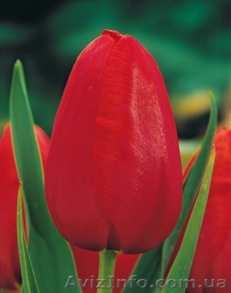 Продам оптом тюльпан к 8-му марта - <ro>Изображение</ro><ru>Изображение</ru> #5, <ru>Объявление</ru> #1380400