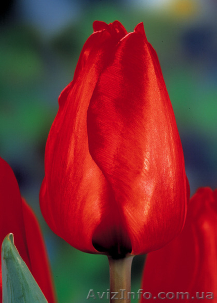 Продам оптом тюльпан к 8-му марта - <ro>Изображение</ro><ru>Изображение</ru> #6, <ru>Объявление</ru> #1380400