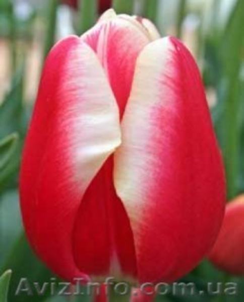 Продам оптом тюльпан к 8-му марта - <ro>Изображение</ro><ru>Изображение</ru> #7, <ru>Объявление</ru> #1380400