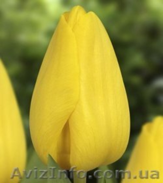 Продам оптом тюльпан к 8-му марта - <ro>Изображение</ro><ru>Изображение</ru> #8, <ru>Объявление</ru> #1380400