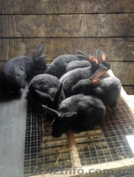 Кролики Полтавское серебро - <ro>Изображение</ro><ru>Изображение</ru> #2, <ru>Объявление</ru> #1408179