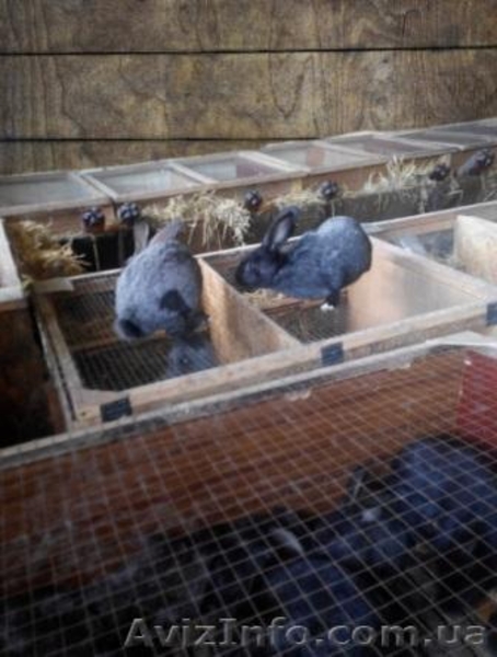 Кролики Полтавское серебро - <ro>Изображение</ro><ru>Изображение</ru> #1, <ru>Объявление</ru> #1408179