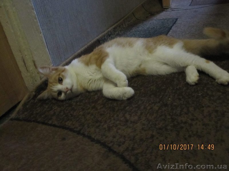 Отдам котенка - <ro>Изображение</ro><ru>Изображение</ru> #2, <ru>Объявление</ru> #1595229