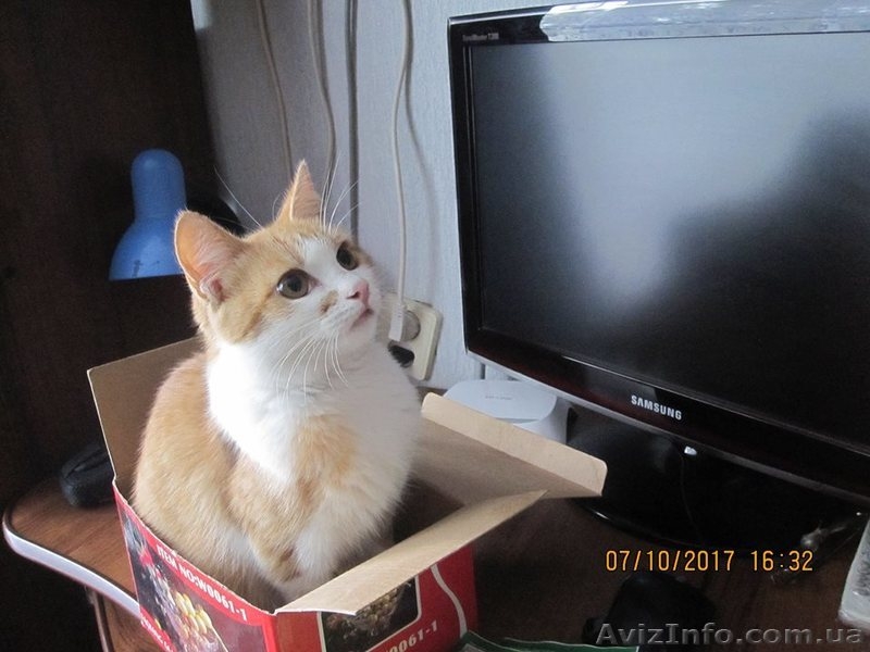 Отдам котенка - <ro>Изображение</ro><ru>Изображение</ru> #3, <ru>Объявление</ru> #1595229