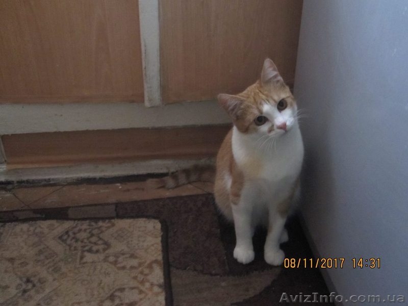 Отдам котенка - <ro>Изображение</ro><ru>Изображение</ru> #4, <ru>Объявление</ru> #1595229