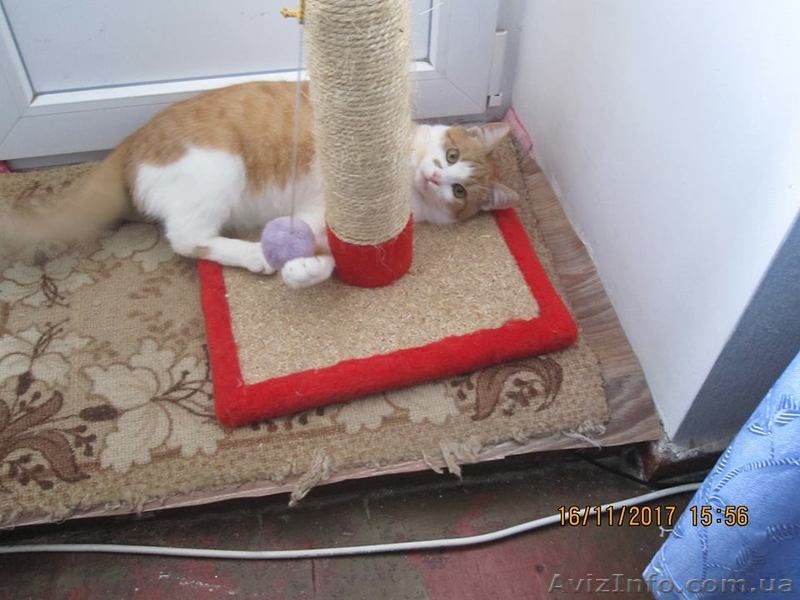 Отдам котенка - <ro>Изображение</ro><ru>Изображение</ru> #1, <ru>Объявление</ru> #1595229