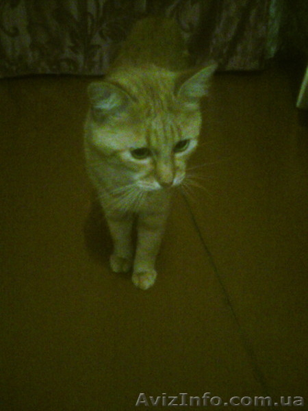 Срочно отдам рыжего котёнка - <ro>Изображение</ro><ru>Изображение</ru> #9, <ru>Объявление</ru> #1593829