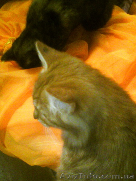 Срочно отдам рыжего котёнка - <ro>Изображение</ro><ru>Изображение</ru> #2, <ru>Объявление</ru> #1593829