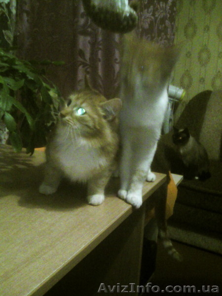 Срочно отдам рыжего котёнка - <ro>Изображение</ro><ru>Изображение</ru> #3, <ru>Объявление</ru> #1593829