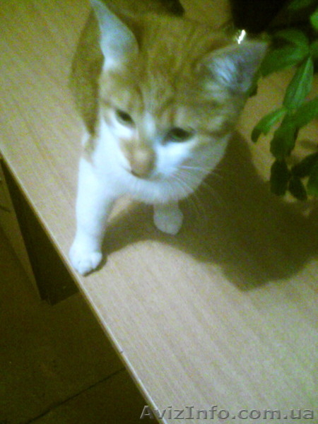 Срочно отдам рыжего котёнка - <ro>Изображение</ro><ru>Изображение</ru> #5, <ru>Объявление</ru> #1593829