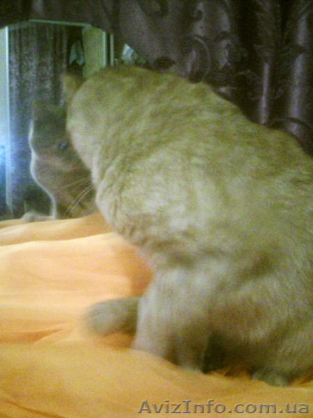 Срочно отдам рыжего котёнка - <ro>Изображение</ro><ru>Изображение</ru> #7, <ru>Объявление</ru> #1593829