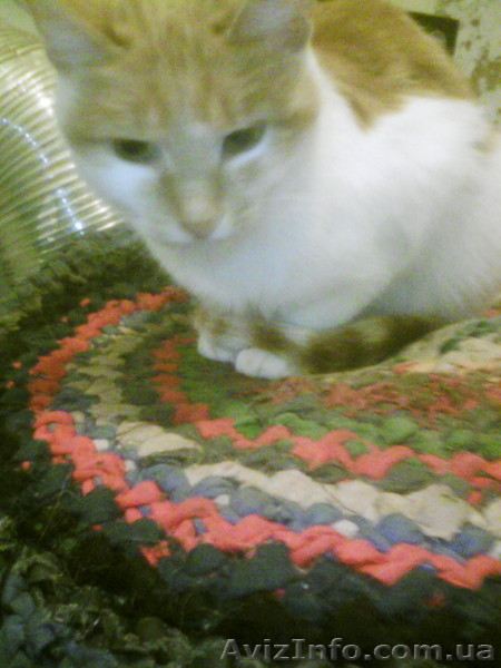 Срочно отдам рыжего котёнка - <ro>Изображение</ro><ru>Изображение</ru> #8, <ru>Объявление</ru> #1593829