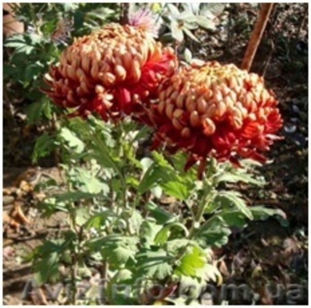 Хризантемы саженцы на весну - <ro>Изображение</ro><ru>Изображение</ru> #1, <ru>Объявление</ru> #1614029