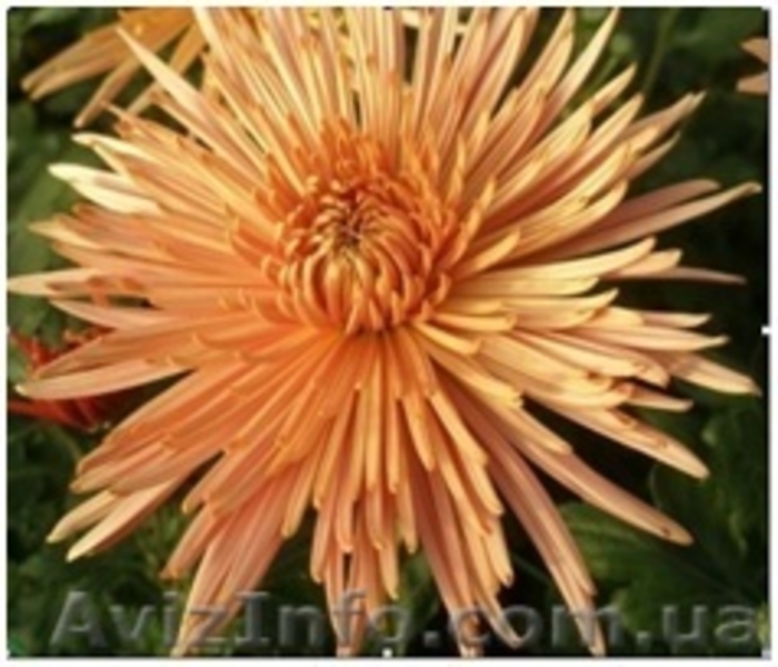 Хризантемы саженцы на весну - <ro>Изображение</ro><ru>Изображение</ru> #5, <ru>Объявление</ru> #1614029