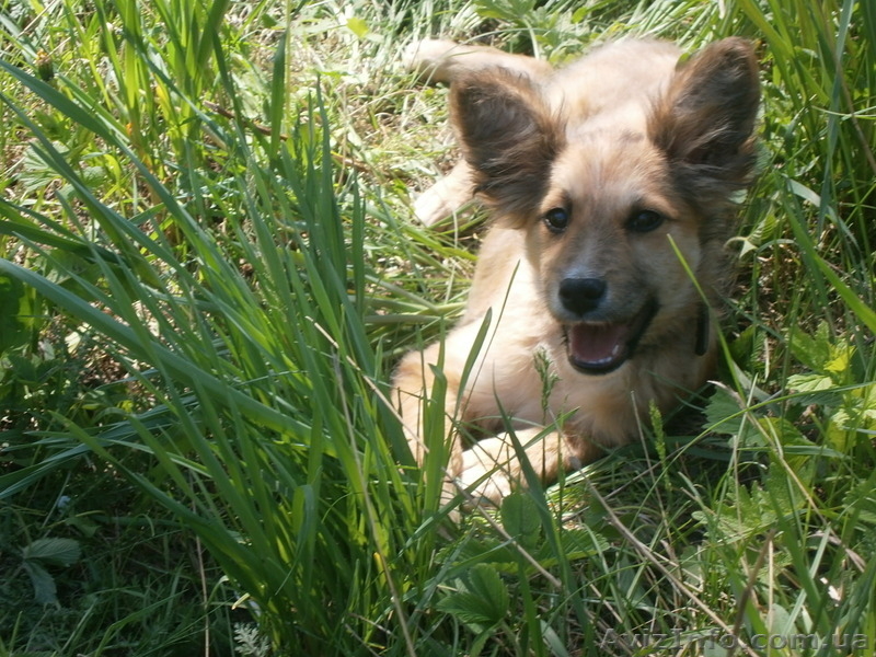 Отдам щенка-девочку людям любящим шивотных - <ro>Изображение</ro><ru>Изображение</ru> #1, <ru>Объявление</ru> #1618045