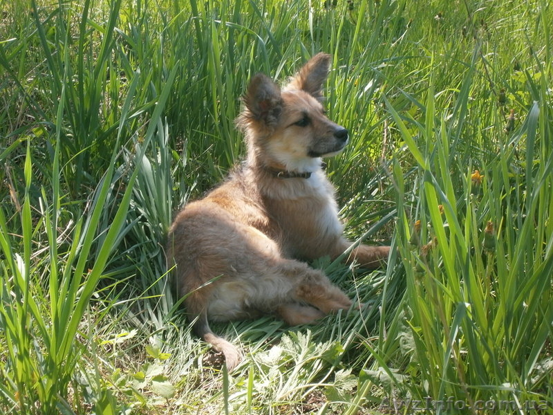 Отдам щенка-девочку людям любящим шивотных - <ro>Изображение</ro><ru>Изображение</ru> #3, <ru>Объявление</ru> #1618045