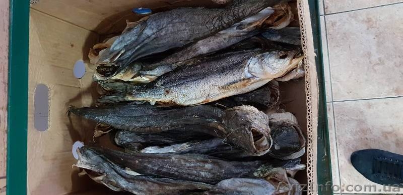 Продам сушеную лещ тарань сом жерех окунь густера судак - <ro>Изображение</ro><ru>Изображение</ru> #3, <ru>Объявление</ru> #1643895