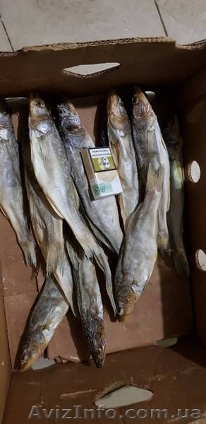 Продам сушеную лещ тарань сом жерех окунь густера судак - <ro>Изображение</ro><ru>Изображение</ru> #7, <ru>Объявление</ru> #1643895