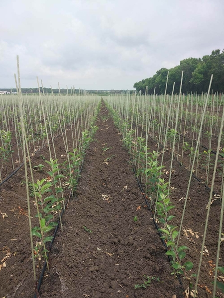 Производим Опоры и колышки  для растений из композитных материалов Polyarm. - <ro>Изображение</ro><ru>Изображение</ru> #5, <ru>Объявление</ru> #1714138