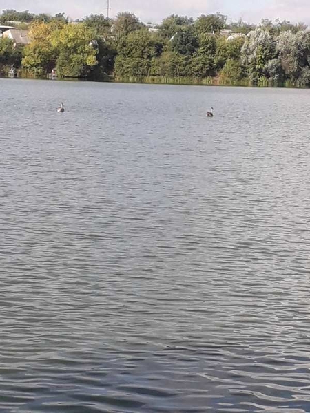 Дача жилая. Кропивницкий - <ro>Изображение</ro><ru>Изображение</ru> #6, <ru>Объявление</ru> #1724338